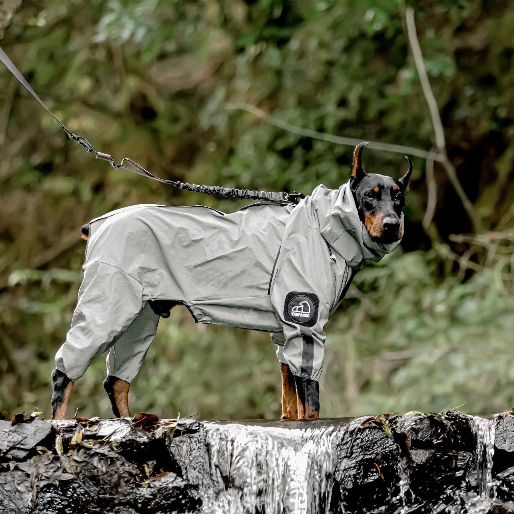 Dog raincoat