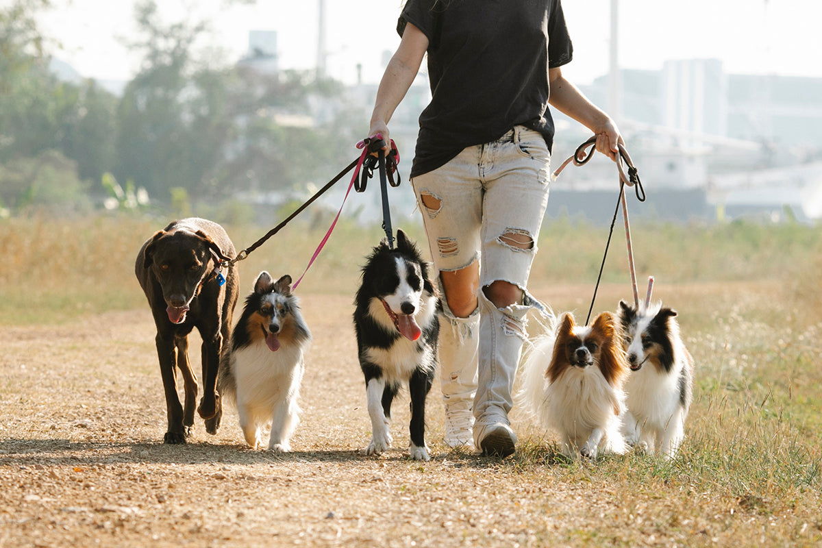 Mastering the Leash: The Five Essential Principles for Proper Dog Walking