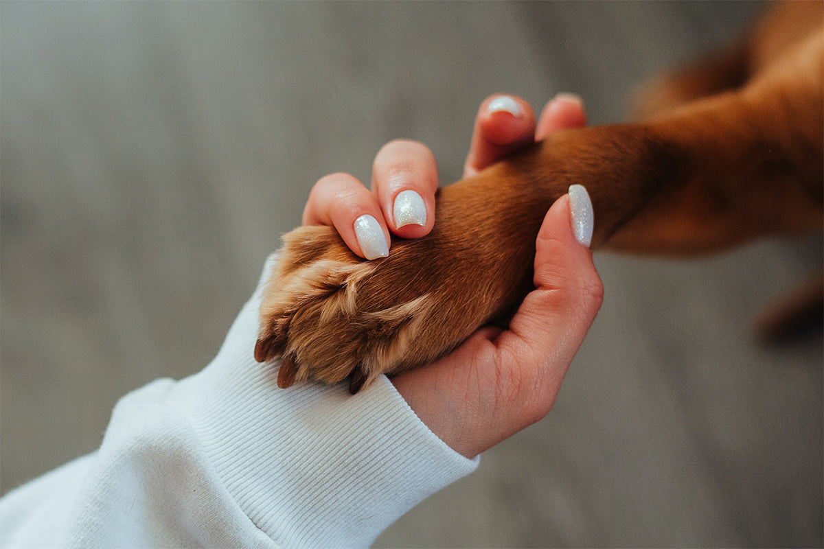 8 Tips to Build Trust with Your Adopted Dog and New Family