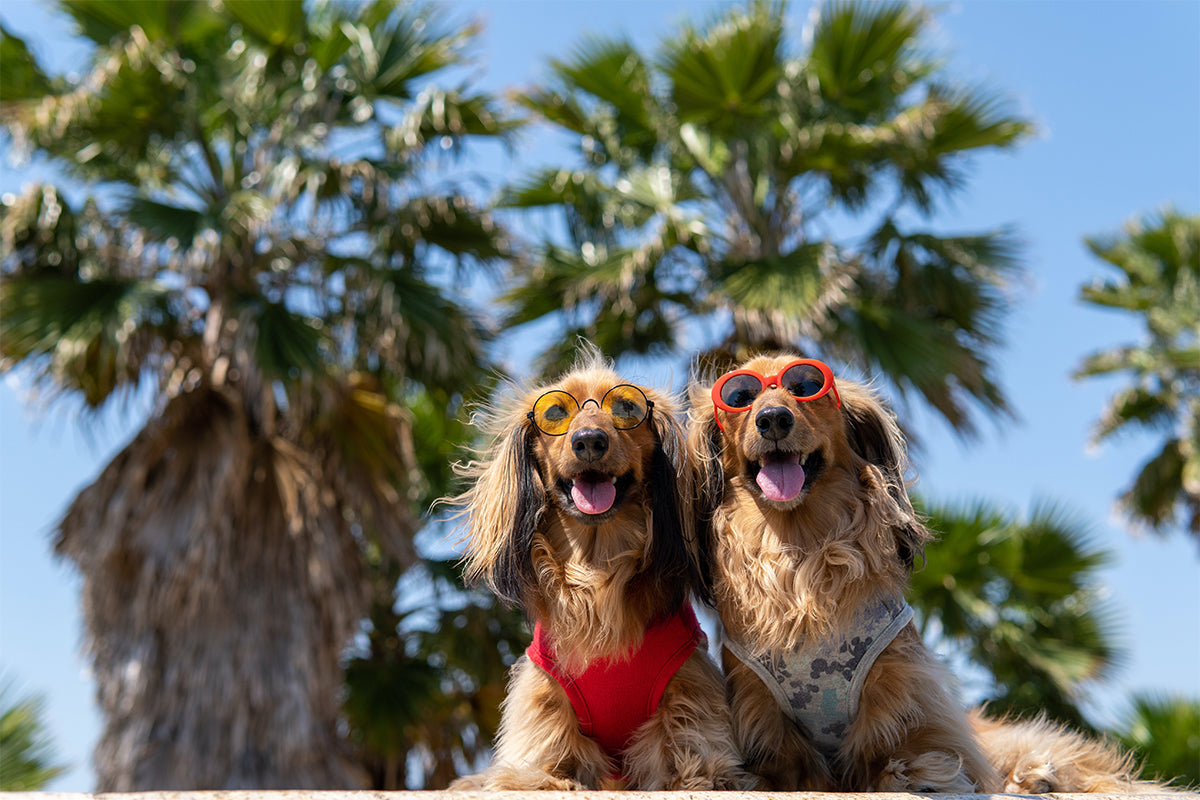 4 Simple Tips for Keeping Your Dog Healthy This Summer