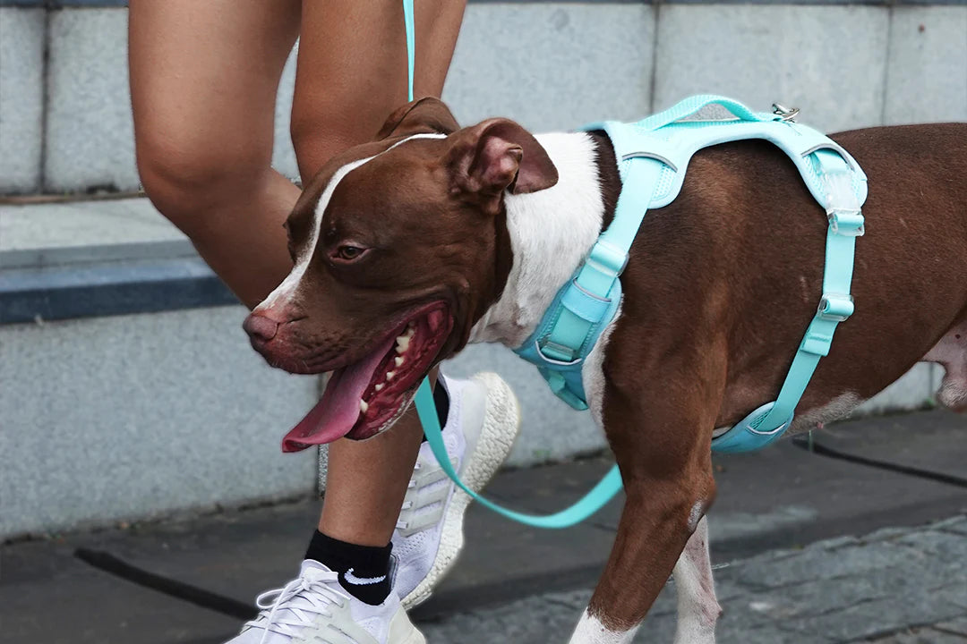 Collar Vs. Dog Harness: Which is Better?