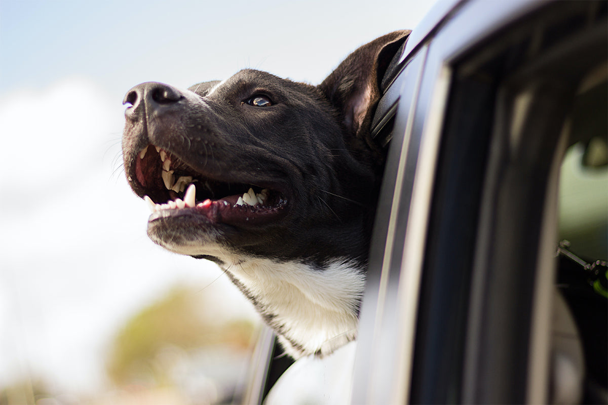 Make Traveling with Your Dog Easier with These Games and Tips