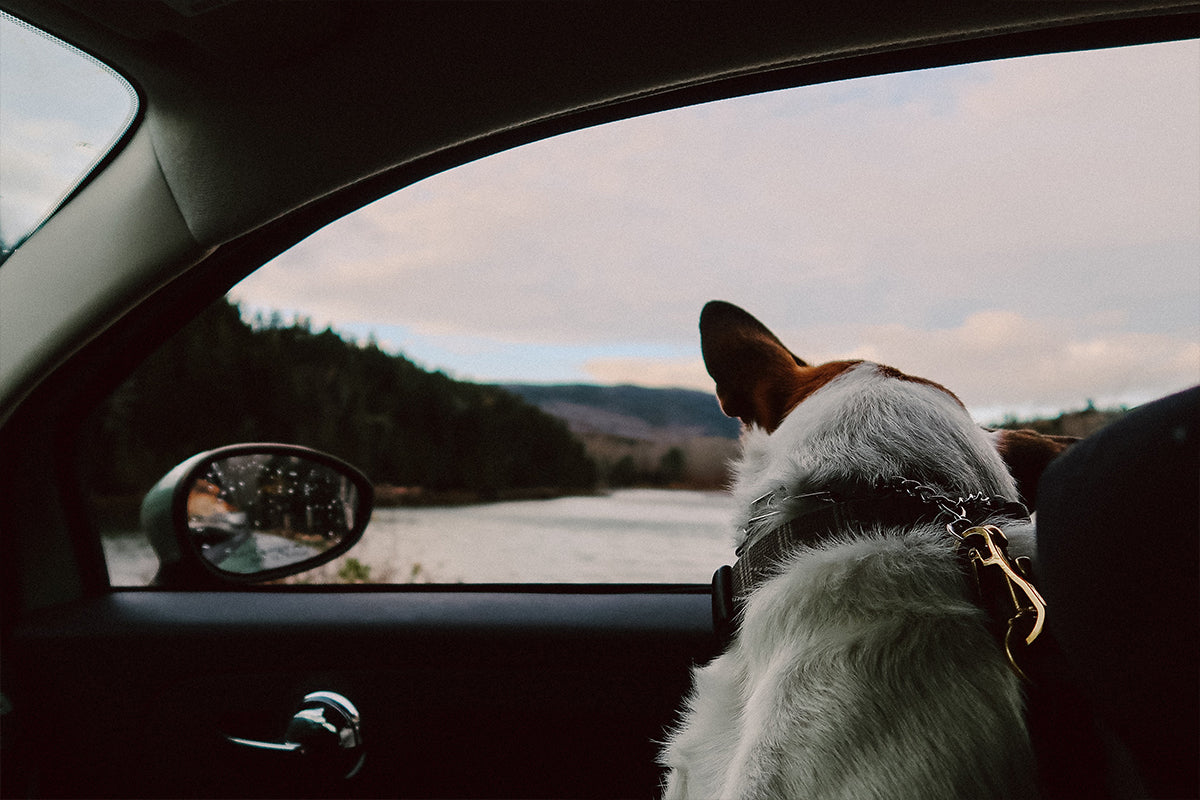 Dog Essentials for Car Travel