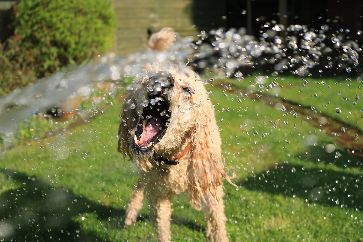 Keeping Your Dog Cool in the Summer