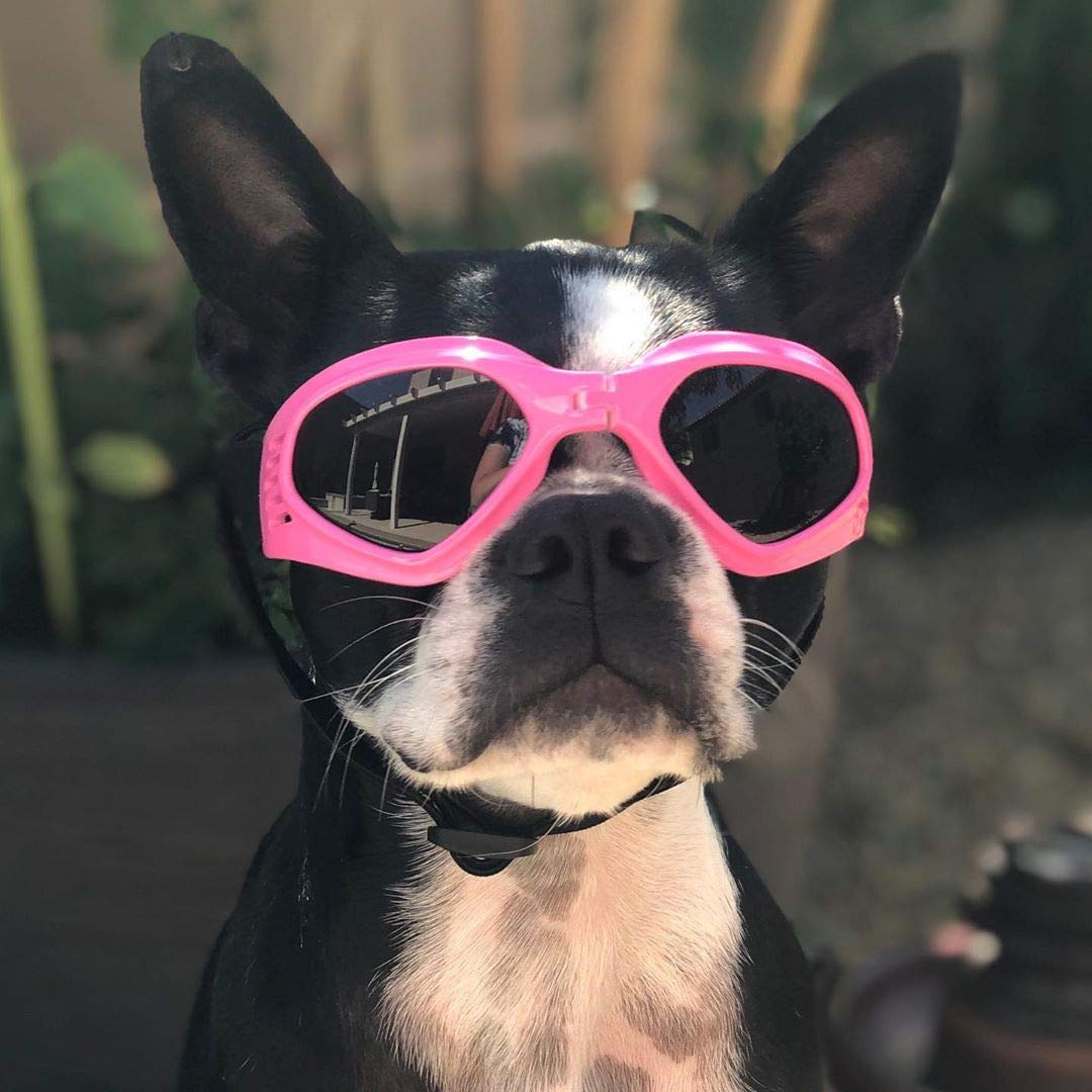 Pet Sunglasses for Medium Dogs