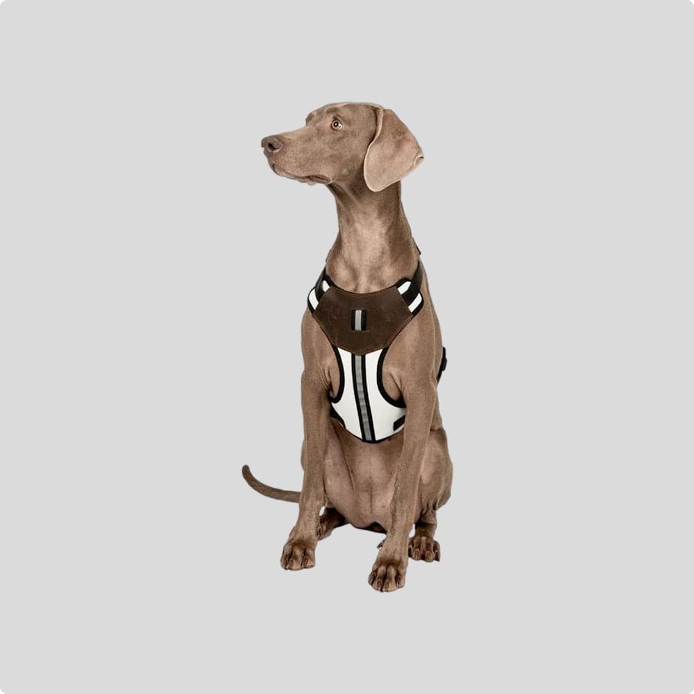 PVC Leather Harness with Dog Leash