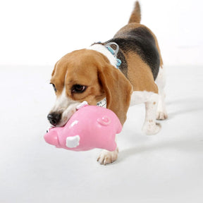 Dog Playing With Pig Squeaky Toy