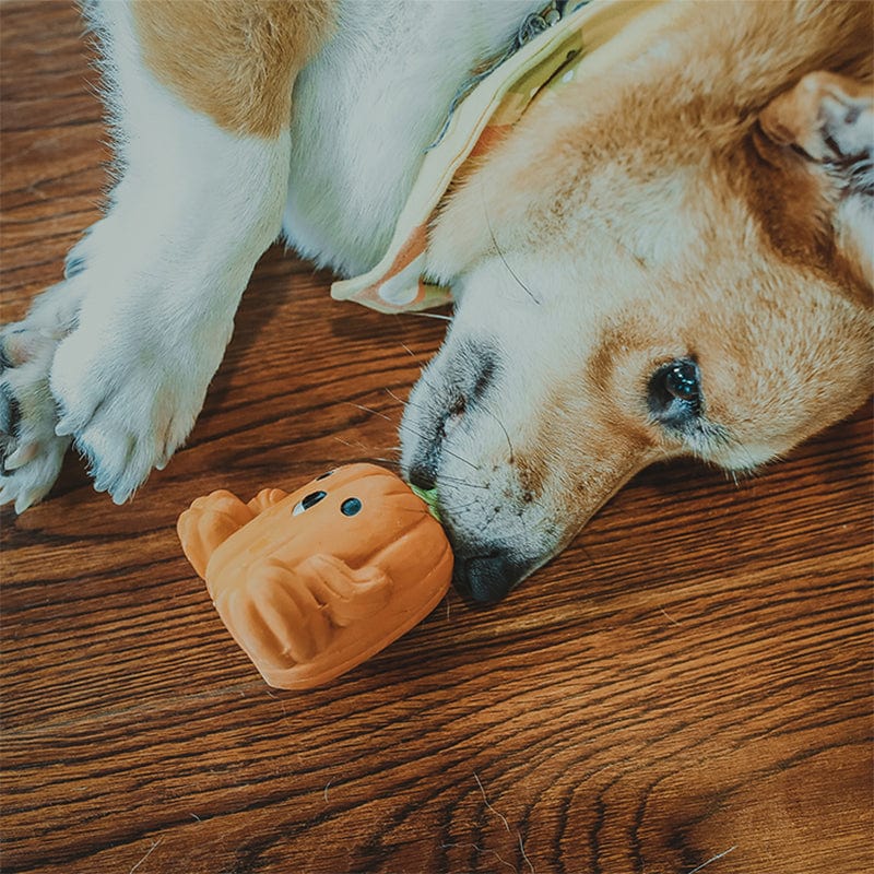 Dog Play With Pumpkin